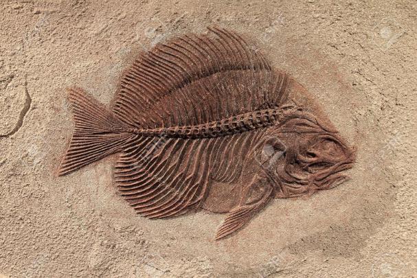 Fossil wallpapers, Earth, HQ Fossil pictures | 4K Wallpapers 2019