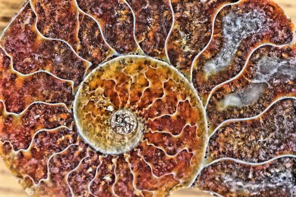 multicolored fossil shell | Wallpaper, Screen savers, Eye candy
