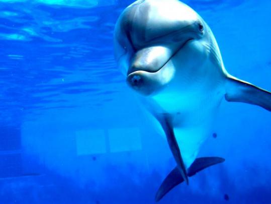 Free download Dolphin Backgrounds wallpaper wallpaper hd background 