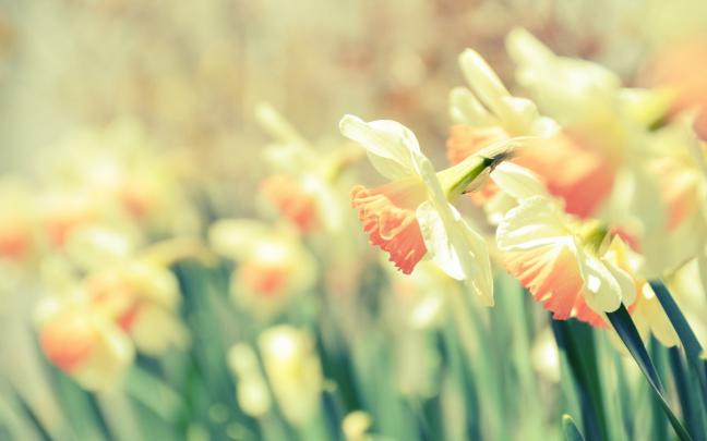 Cute Wallpapers for Desktop \u00b7\u2460 