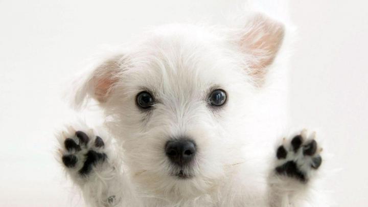 Cute Computer Wallpapers