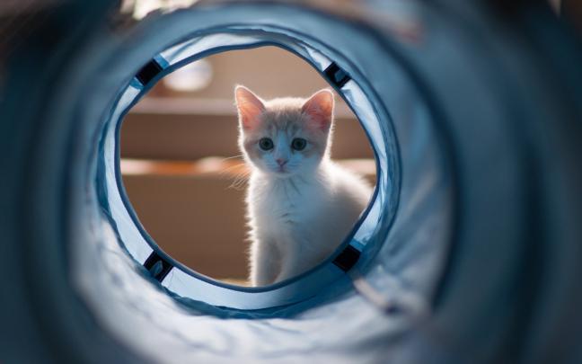 wallpaper cute kittens - HD Desktop Wallpapers