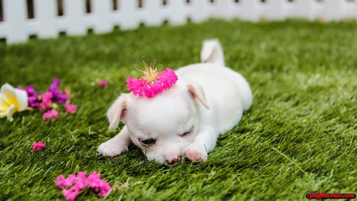 Cute Puppy Wallpapers for Desktop (58+ images)