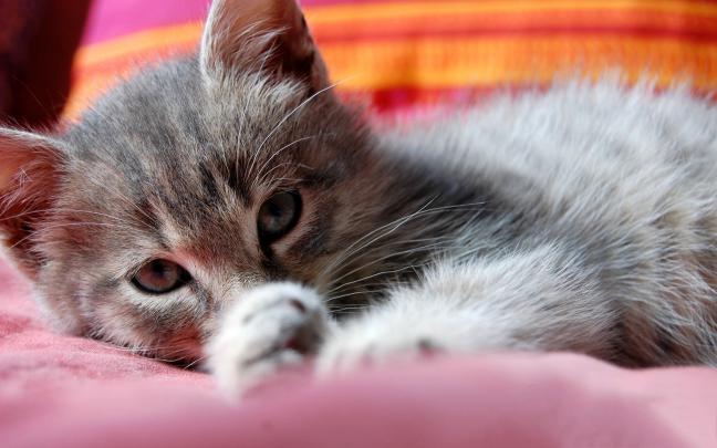 animal pictures cute - HD Desktop Wallpapers