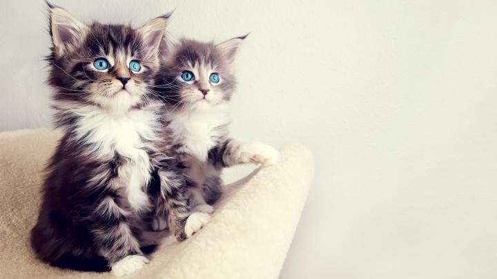 Cute Kitten Desktop Wallpaper (60+ images)