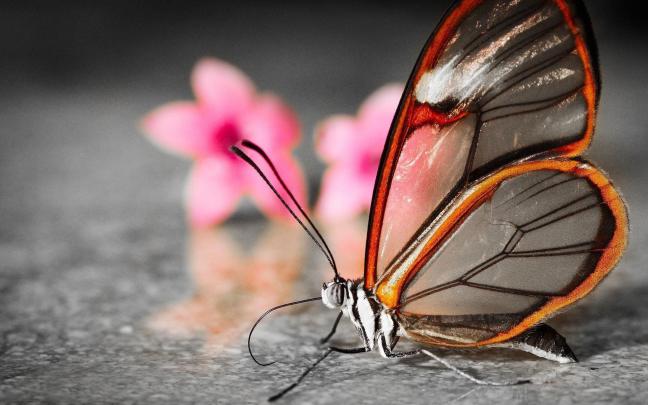 Cute Butterfly Wallpapers \u00b7\u2460 