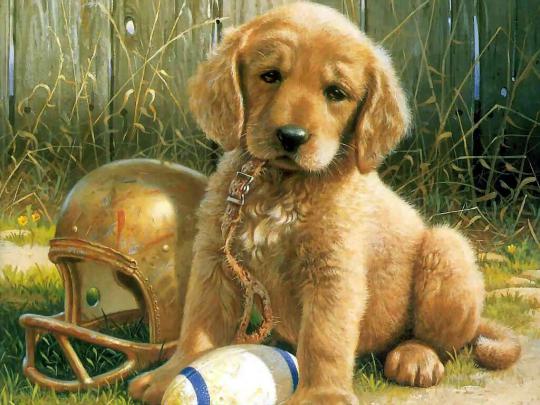 Animals Zoo Park: 8 Cute Puppies Wallpapers, Cute Puppy Wallpapers for 