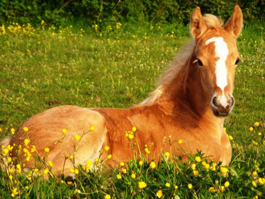 Cute Horse Wallpapers \u00b7\u2460 
