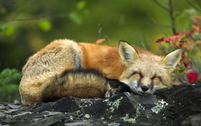 fox cute - HD Desktop Wallpapers