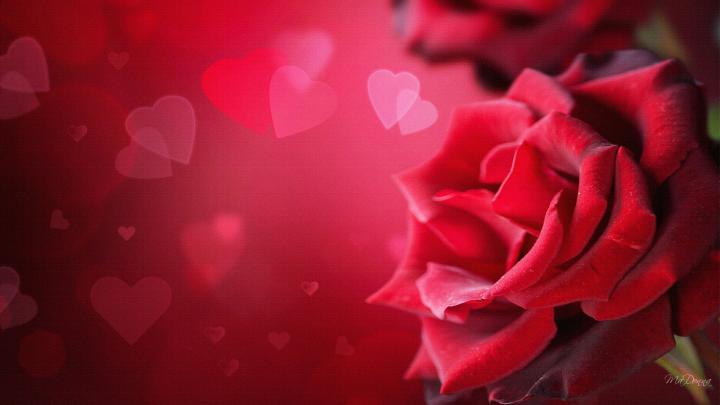 Free Hearts Wallpaper and Screensavers -