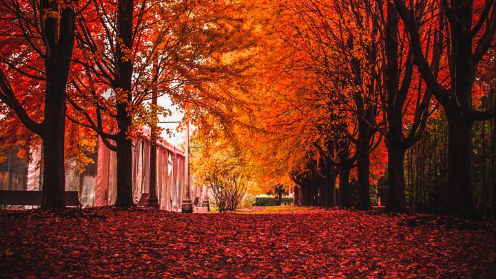 Autumn heart tree desktop wallpaper 1920x1080 - 10 free HQ online 