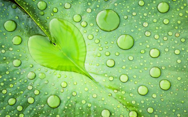Heart Of Water Green Leaf With Drops Water Desktop Backgrounds Free 