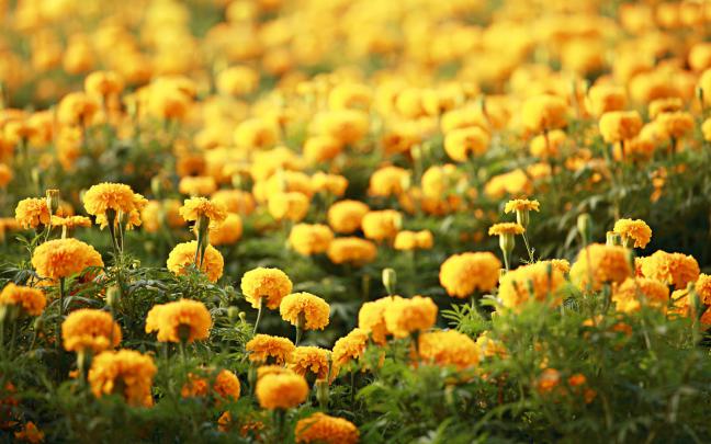 Desktop Flower HD Wallpapers