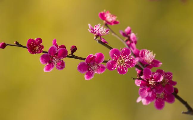 spring wallpaper twig - HD Desktop Wallpapers