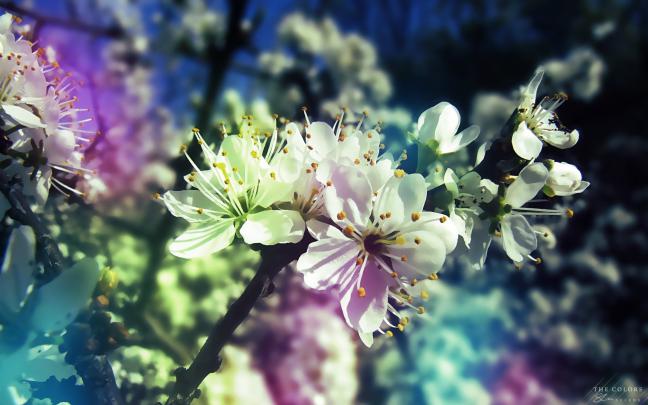 44+ Spring wallpapers \u00b7\u2460 Download free HD wallpapers for desktop and 