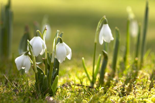 Spring Desktop Wallpapers HD