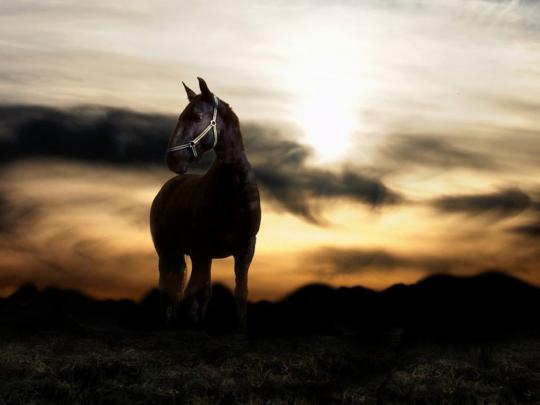 horse wallpaper sunset - HD Desktop Wallpapers
