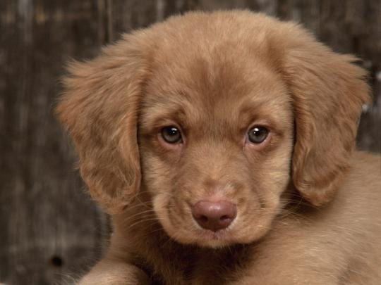 Animals Zoo Park: 8 Cute Puppies Wallpapers, Cute Puppy Wallpapers for 