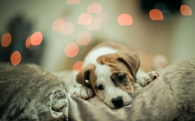 cute puppies desktop wallpaper - HD Desktop Wallpapers