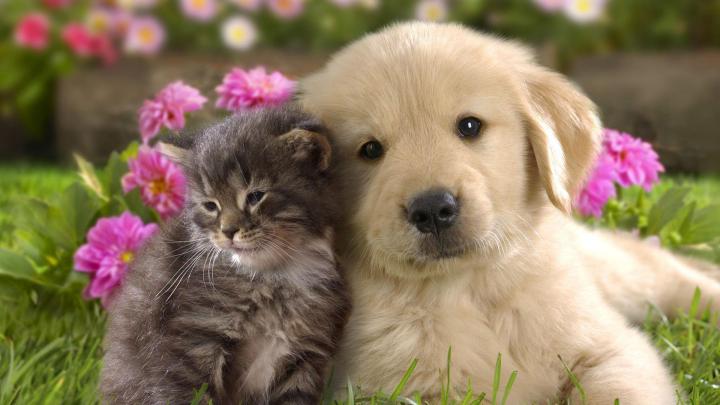 Puppies Desktop Wallpapers - Top Free Puppies Desktop Backgrounds 