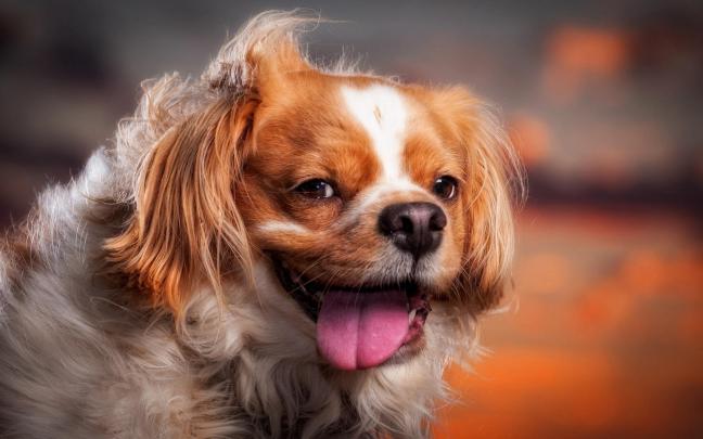 cute puppy wallpapers A3 - HD Desktop Wallpapers