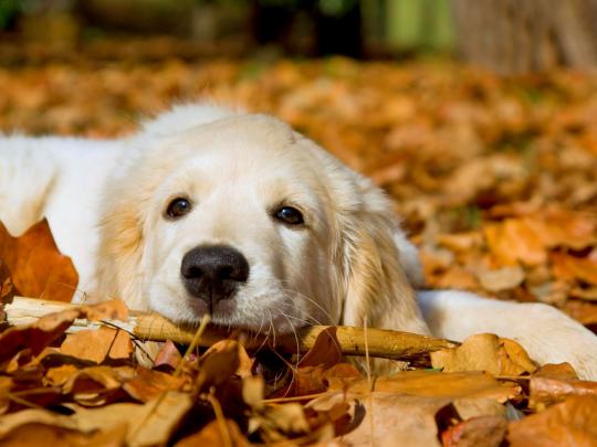 dog wallpaper free - HD Desktop Wallpapers