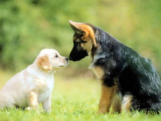 Dog Desktop Backgrounds