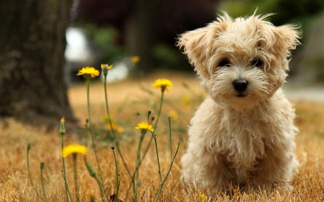 \u221a Cute Puppies HD Wallpapers - wallpaper202