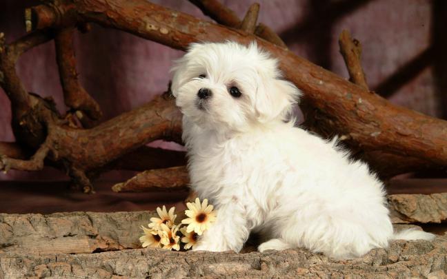 54+ Dog backgrounds \u00b7\u2460 Download free amazing wallpapers of Dogs for 