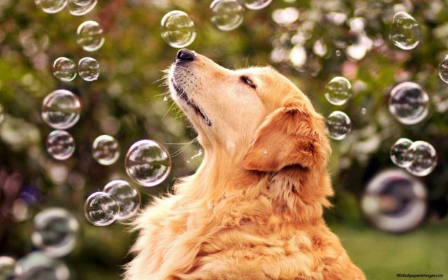 Dog Desktop Backgrounds \u00b7\u2460 
