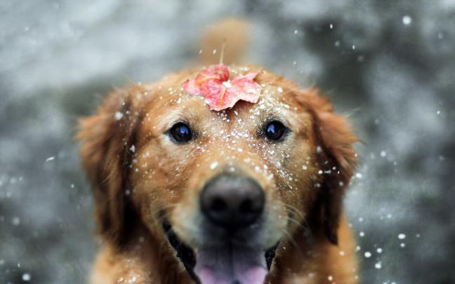 Dog Desktop Backgrounds \u00b7\u2460 
