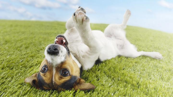 happy dog wallpaper - HD Desktop Wallpapers