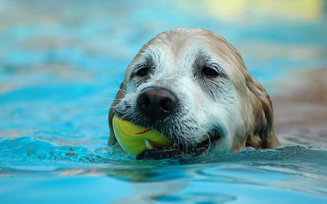 [78+] Free Dog Desktop Wallpaper 