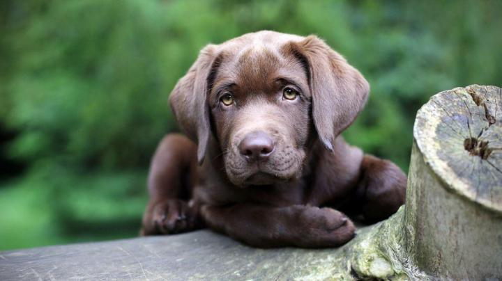 Free Dog Desktop Wallpapers