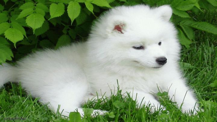 Free Desktop Wallpaper Pictures Puppies -