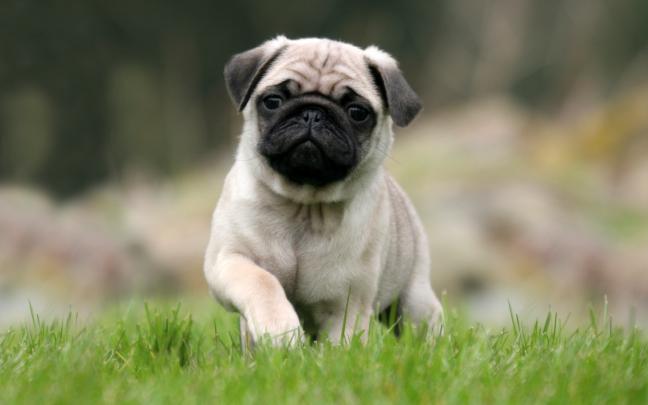 Free Desktop Pug Wallpapers