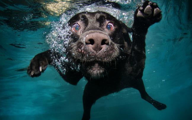 Funny Dogs Desktop Wallpapers - Top Free Funny Dogs Desktop Backgrounds 