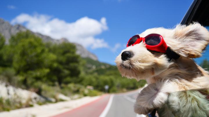 Dog Desktop Backgrounds \u00b7\u2460 