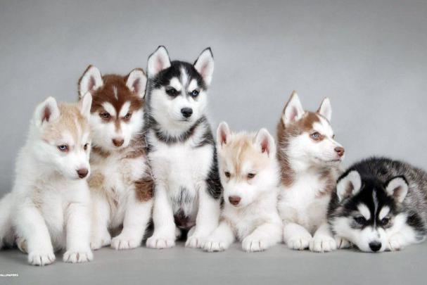 Dog Desktop Backgrounds \u00b7\u2460 