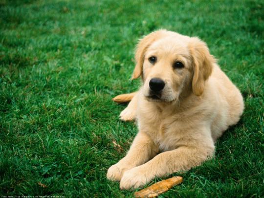 The Free Dogs Desktop wallpaper pictures online for Mac \u0026 windows #71