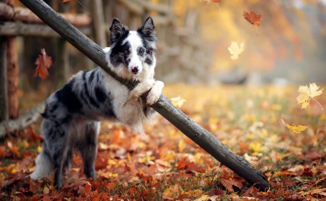 outdoors, Animals, Dog, Leaves, Fall Wallpapers HD \/ Desktop and Mobile 