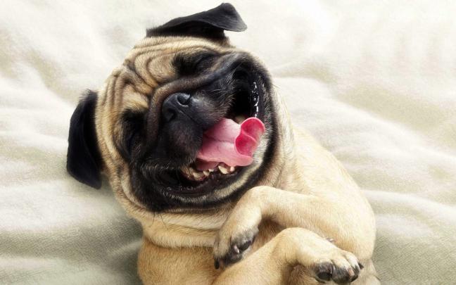 Free Puppy Desktop Wallpaper -