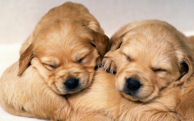 Download Puppies Wallpapers For Mobile Free Download Wallpaper 