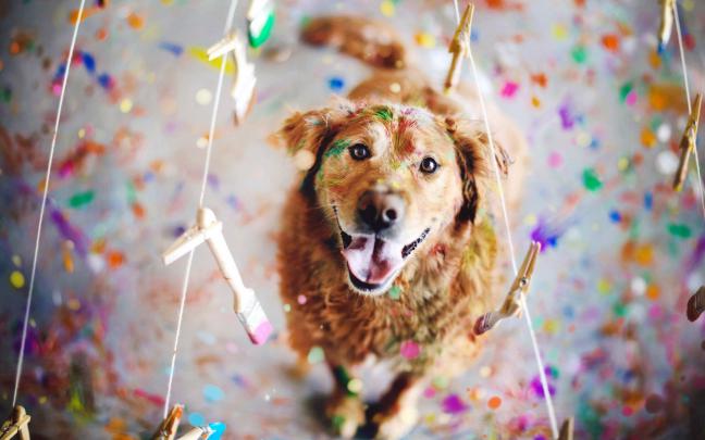 dog pictures free download - HD Desktop Wallpapers
