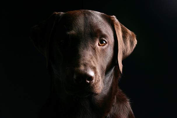 4K Dog Wallpapers High Quality | Download Free