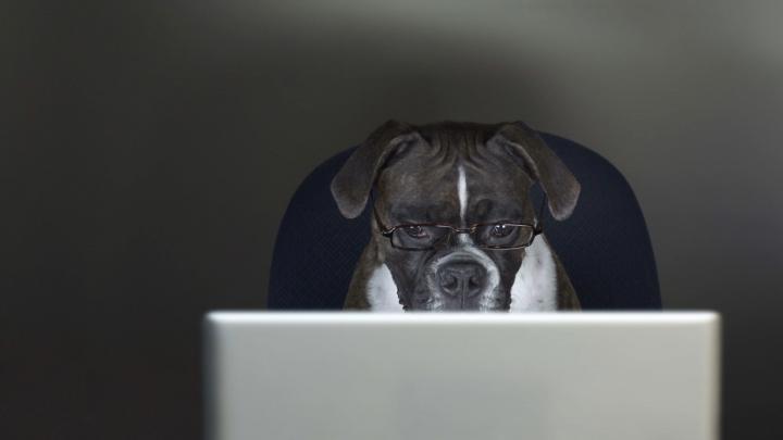 Dog Work \u2013 Bing Wallpaper Download