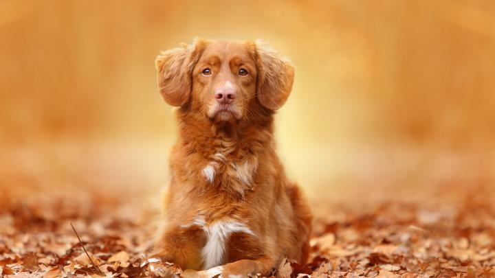 Dog Desktop Backgrounds \u00b7\u2460 