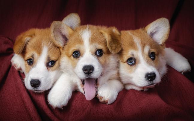 Cute Puppy Wallpapers for Desktop (58+ images)