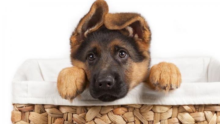 Puppy Wallpapers for Desktop (67+ images)