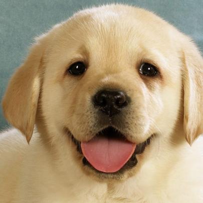 10 Best Dog Wallpaper Free Download FULL HD 1080p For PC Desktop 2020